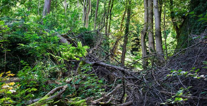 Wald © Pro Natura