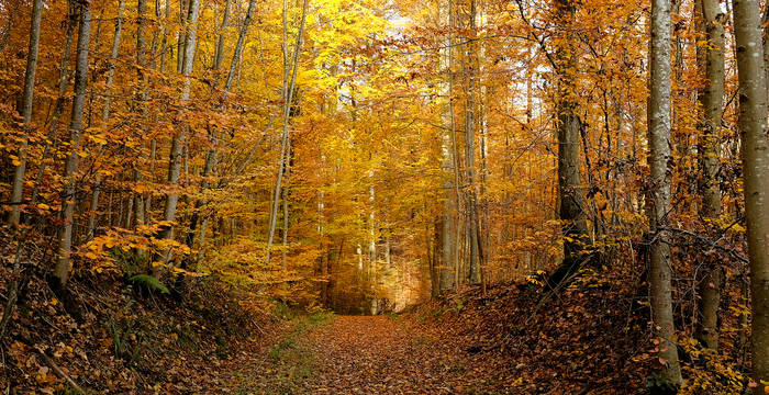 Sihlwald im Herbst