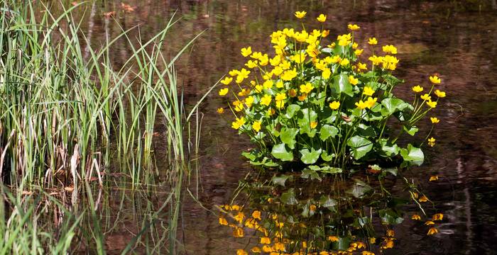 Sumpfdotterblume