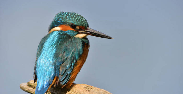 Eisvogel im Chly Rhy cr Thomas Buerli