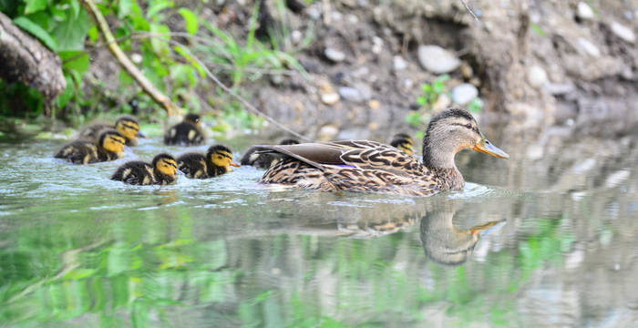 Stockente mit Jungen