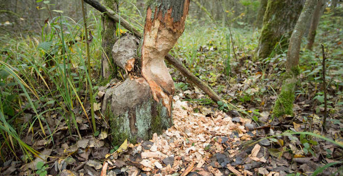 Biberspur an stehender Weide cr Philipp Schuppli