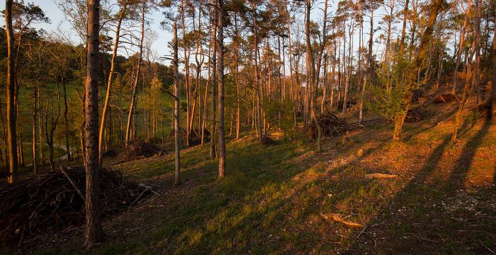 Föhrenwald in der Abendstimmung