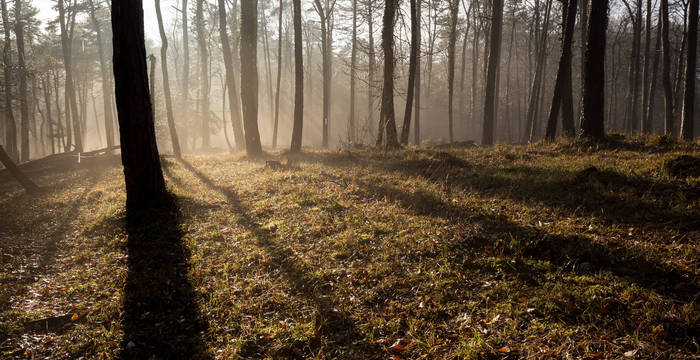 Föhrenwald im Gegenlicht