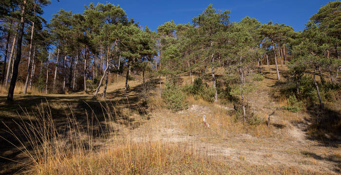 Offener Föhrenwald