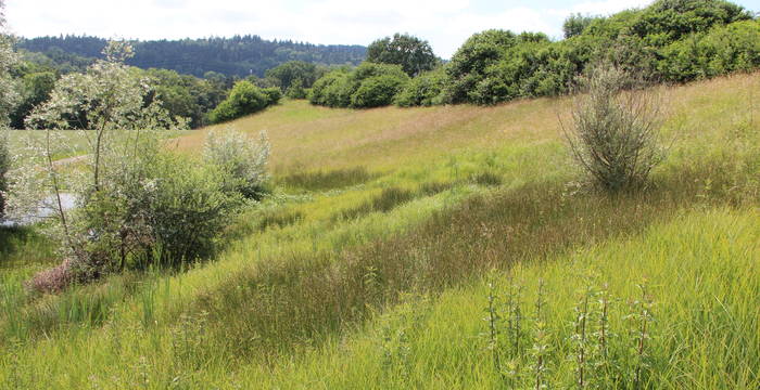 Quellaustritt im Wiesland © Pro Natura Aargau