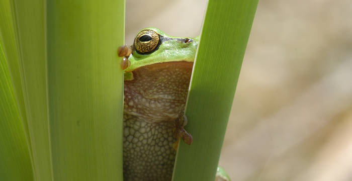 Laubfrosch