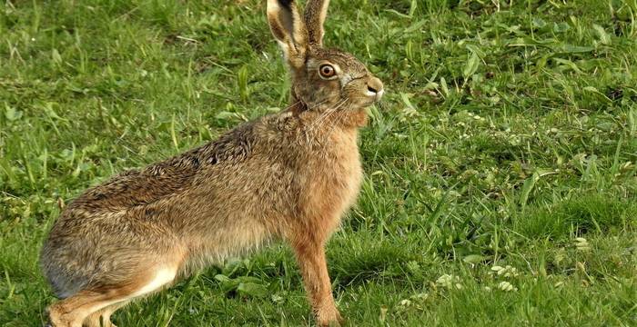 Heute ein rares Bild: Feldhase auf Wiese