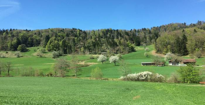 Durch Hecken und Gewässer vernetzte Landschaft