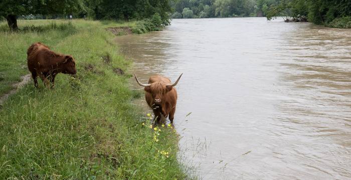 Hochlandrinder am Limmatspitz