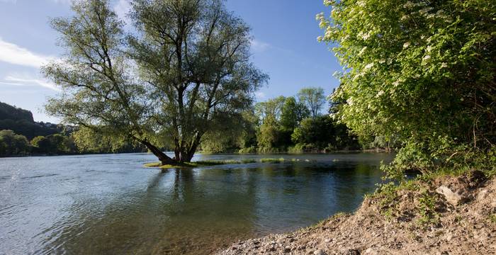 Silberweide am Limmatspitz