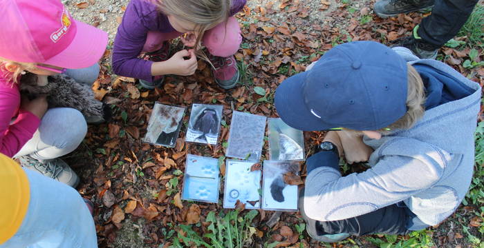 Kinder studieren Merkmale des Luchses_cr_TabeaBischof