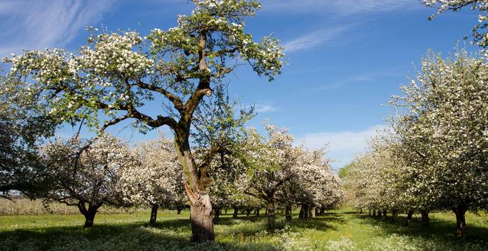 Alte Obstanlage im Weggenstettental, der ideale Rückzugsort für Insekten