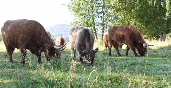 Schottische Hochlandrinder