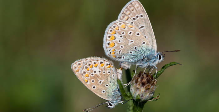 Hauhechelbläuling, Polyommatus icarus