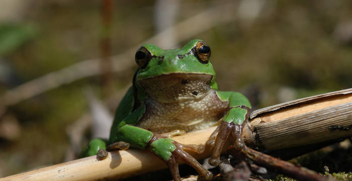 Laubfrosch