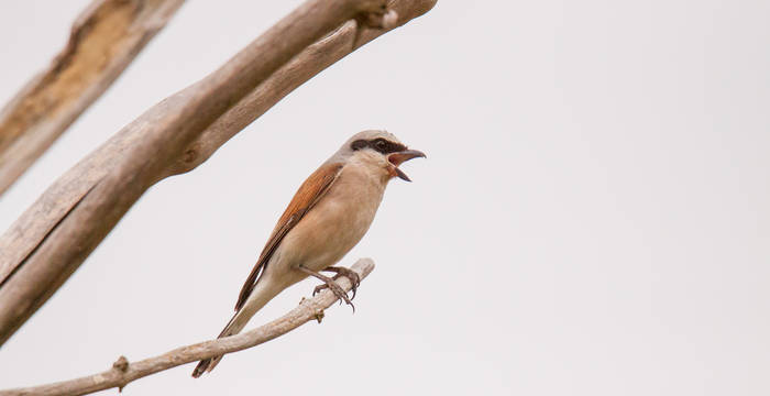 Neutöter, Lanius collurio