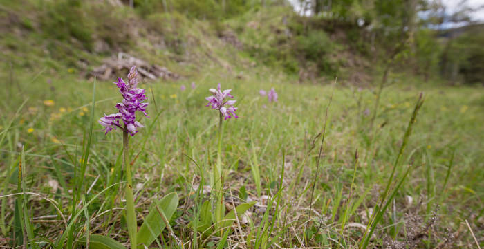 Orchideen in Kienberg cr Florin Rutschmann