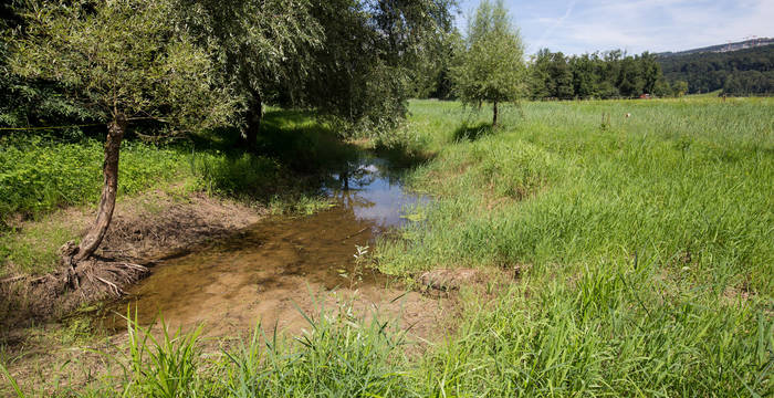 Tümpel im Foort