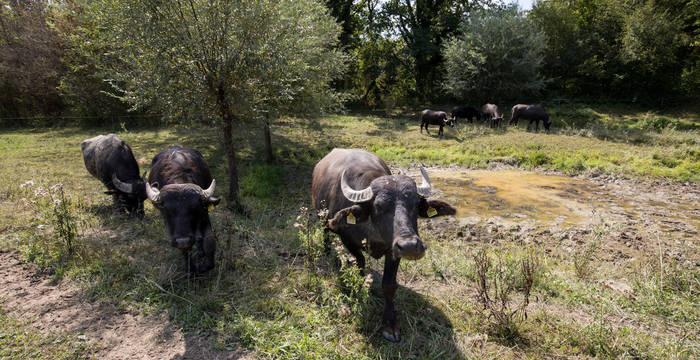 Wasserbüffel im Foort