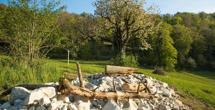 Grosse Steinlinse als Lebensraum für Schlingnattern und Glögglifrösche cr Philipp Schuppli