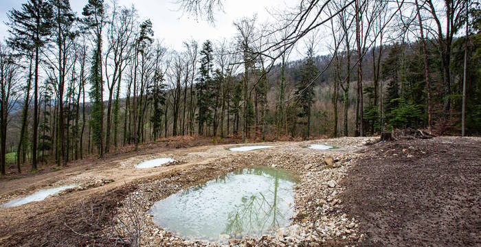 Ein Teil der neuen Laichgewässer im Schutzgebiet