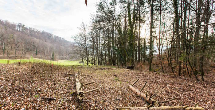 Ein Teil des neuen Naturschutzgebietes «Bözenegg» vor dem Bau der Tümpel