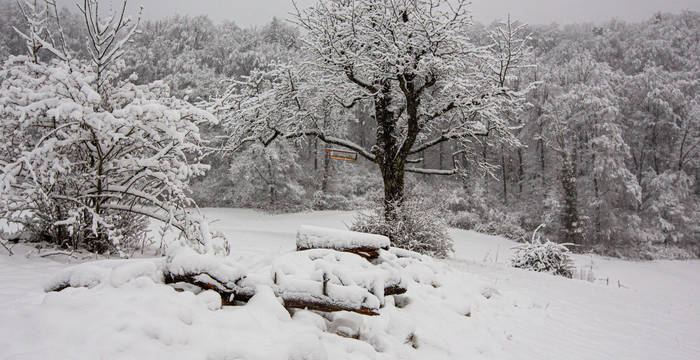 Bözenegg im Winter