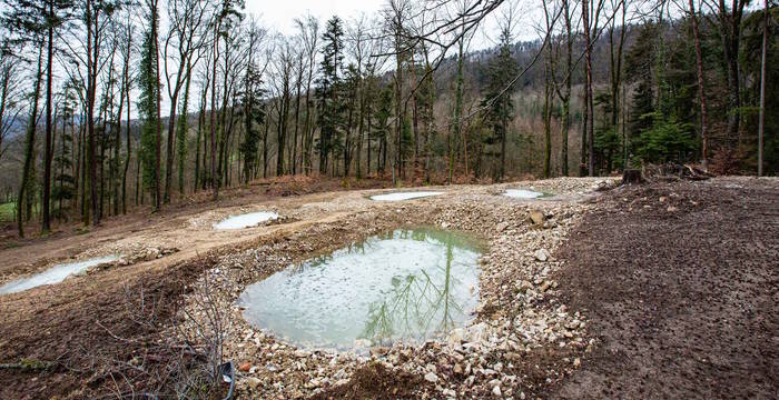 Neue Tümpel in der Bözenegg