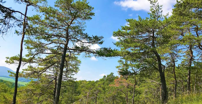 Lichter Wald