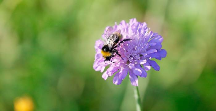 Ackerwittenblume mit Biene