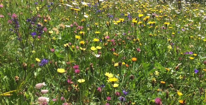 Blumenwiese cr Ursina El Sammra