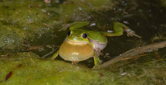 Laubfrosch im Wasser