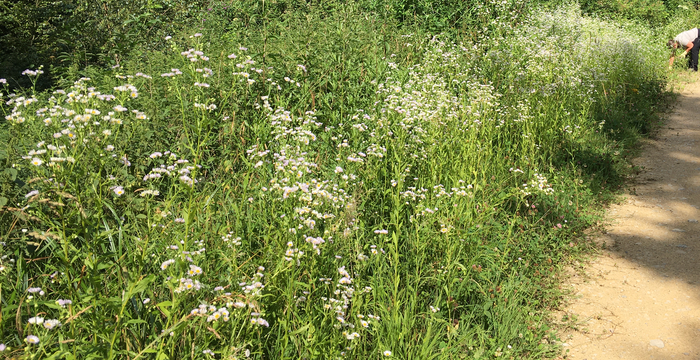 Feld mit einjährigem Berufkraut