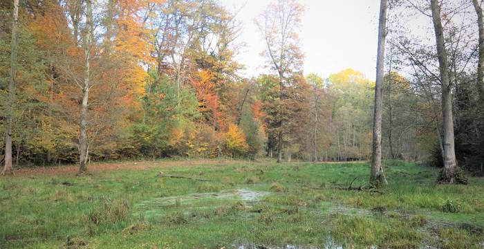 Egelmoos im Herbst