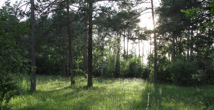 Lichter Wald am Nätteberg