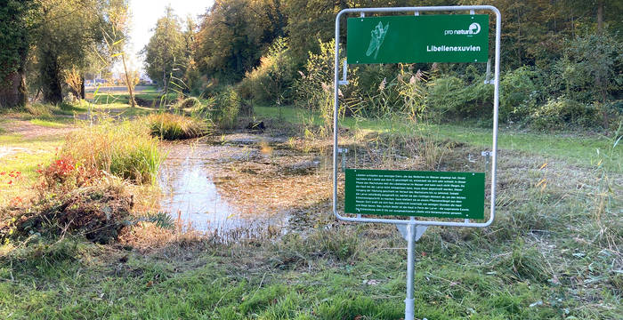 Bei Weihenn können Libellenexkuvien gefunden werden © Melanie Christen