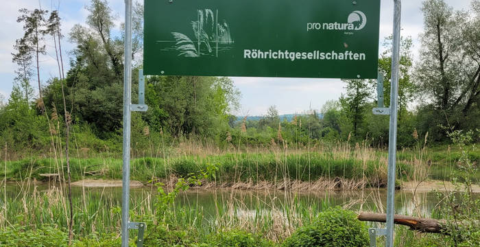 Schilfröhricht im Fenster © Lisa Hediger