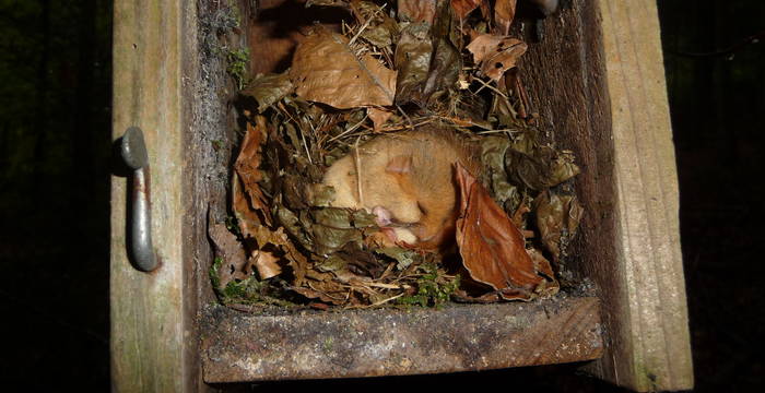 Haselmaus in einem Vogelnistkasten