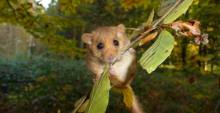 Haselmaus auf Buchenast