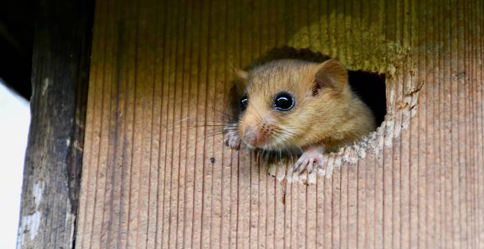 Haselmaus in einem Vogelnistkasten