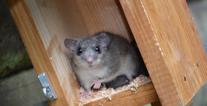 Siebenschläfer in einem Vogelnistkasten