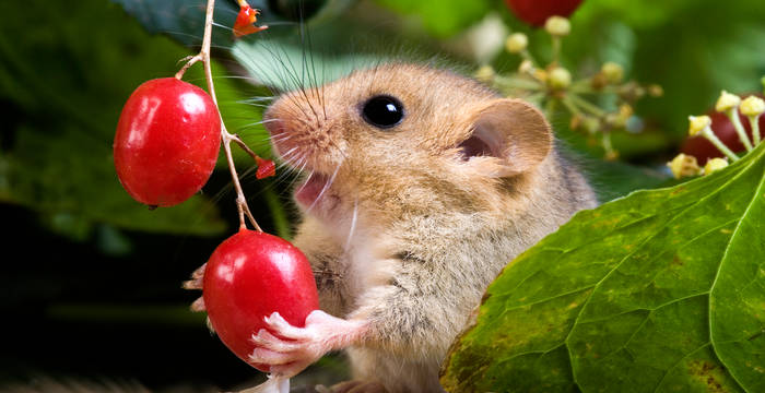 Haselmaus