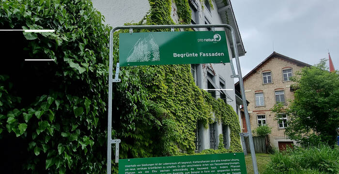 Fenster zu begrünte Fassaden