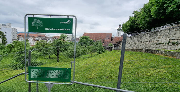 Fenster zu Hochstammobstbäume