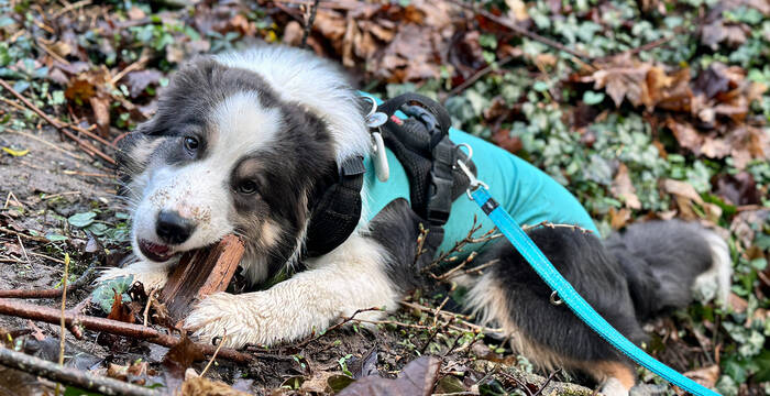Junger Border Collie