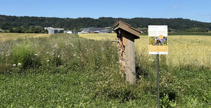Biodiversitätslehrpfad Gnadenthal, Tafel Wildbienen, Bruntbrache