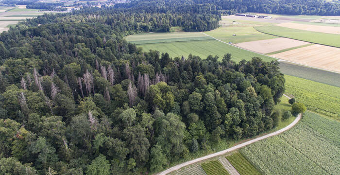 Die ehemalige Kiesgrube Sackrebe zeigt zu Projektbeginn als leicht bestockten Wald. Im Vordergrund grenzt diese an einen Flurweg und ackerbaulich genutzte Flächen. Im Hintergrund ist das Amphibienlaichgebiet von nationaler Bedeutung „Matteneich“ sichtbar, welches bereits heute Bestände des Europäischen Laubfroschs aufweist. Es kann daher mit einer schnellen Besiedlung dieser bald aufgewerteten Fläche durch den Laubfrosch und andere Amphibienarten gerechnet werden. © Noah Meier / creaNatira GmbH