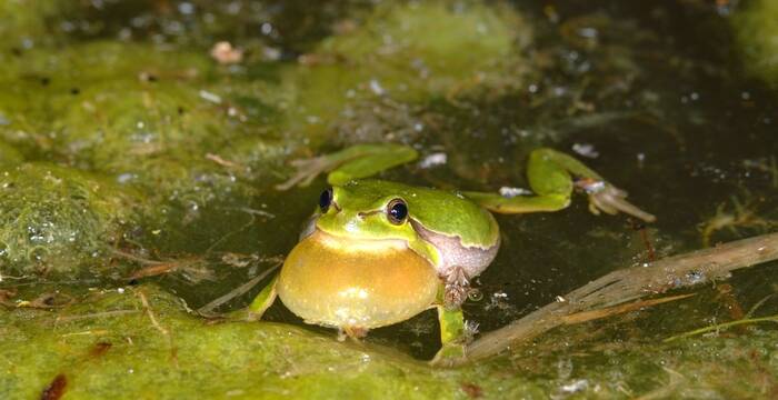 Laubfrösche ist typische Auenbewohner