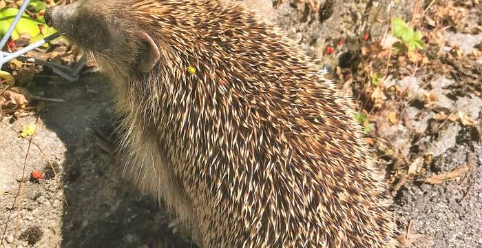 Igel unterwegs